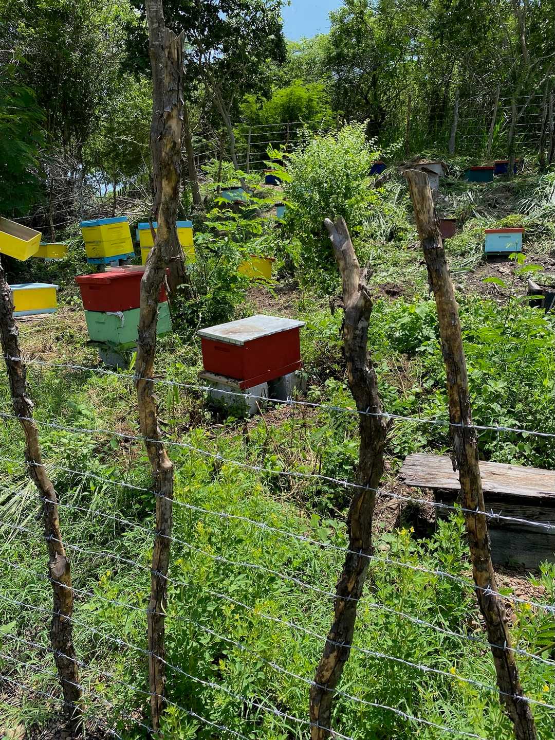 Colmenas de colores entre los árboles