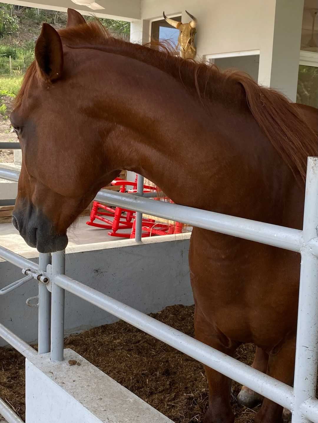 Un caballo alazán asomado a la baranda del establo