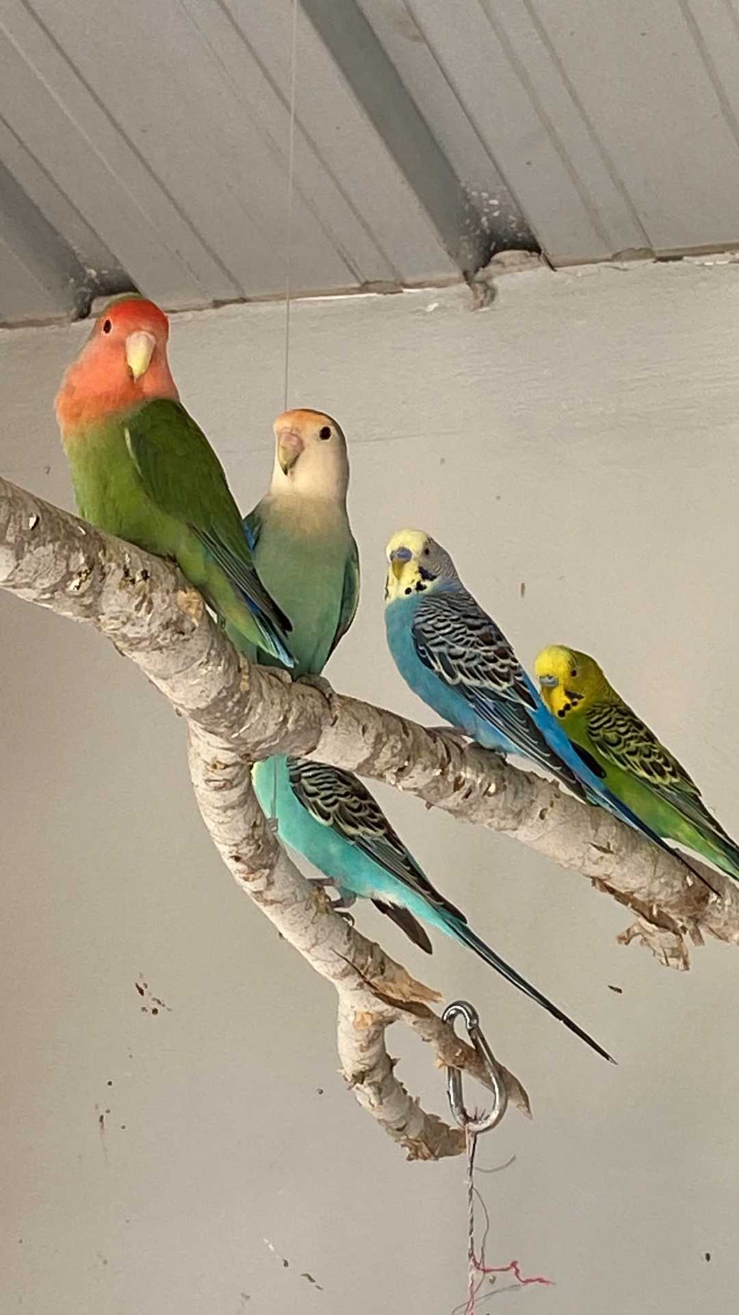 Inseparables y periquitos en una rama del aviario