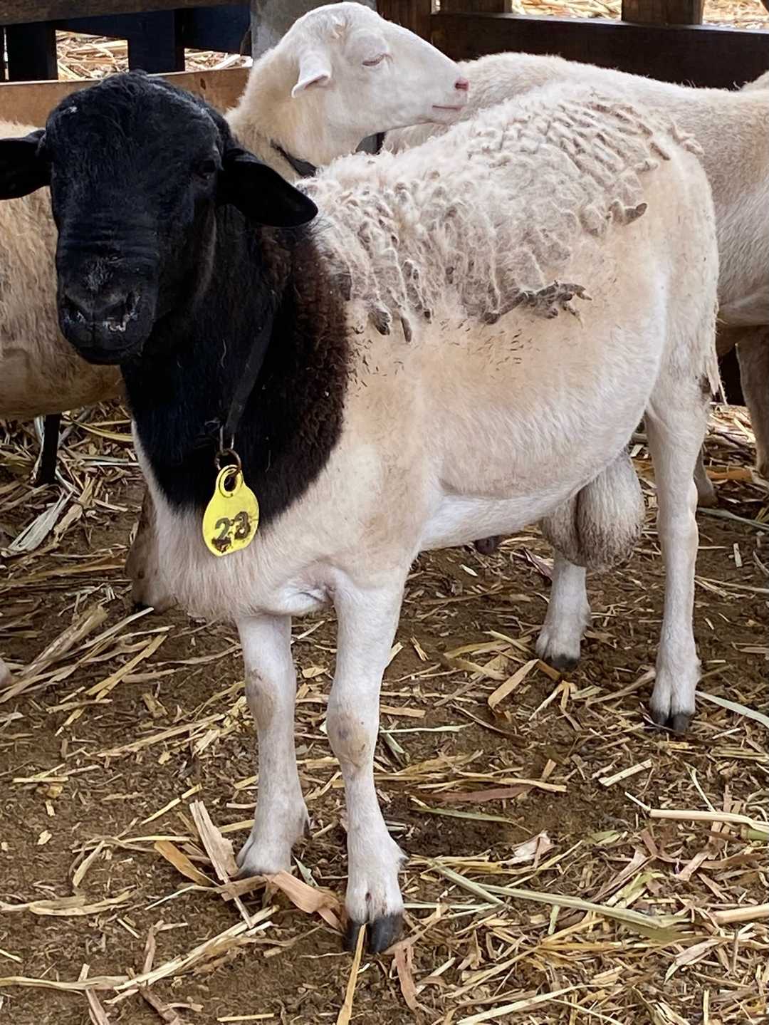 Una oveja de cabeza negra en el establo